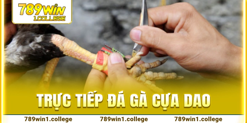 trực tiếp đá gà cựa dao