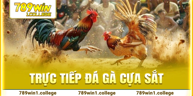 trực tiếp đá gà cựa sắt